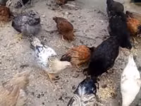 Chickens — عکس 1