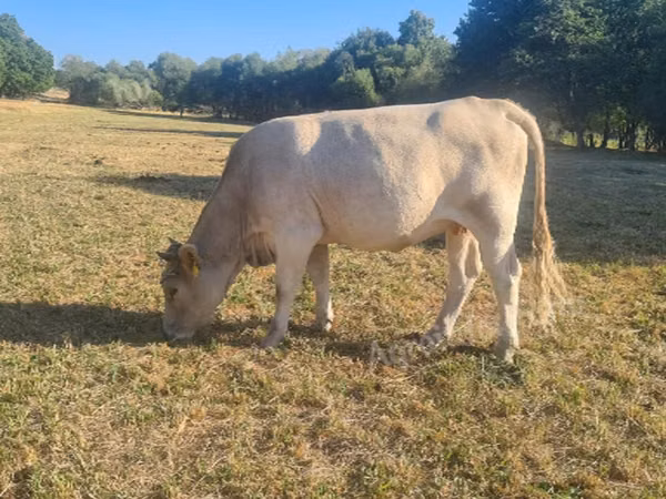 Cow, Simmental cattle — Hungary