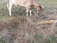 Cow, Simmental cattle — photo 3