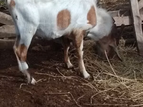 Bok, Nubian Goat