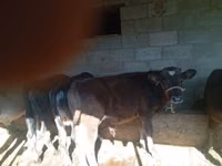Bull, Swiss cattle — photo 3