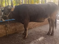 Гов, Чорвои калон — акс 3