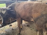 Bull, Alatau breed — photo 3