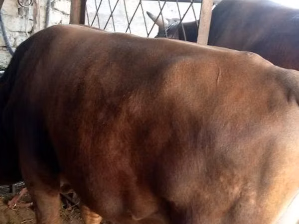 Bull, Cattle