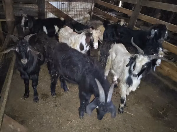 Ri’ (xirmo, jins lama sheegin), Goats