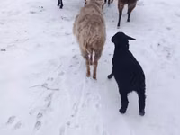 Sheep, Hissar sheep — photo 2