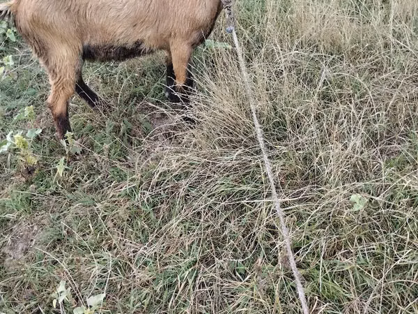 Billy Goat, Goats — Moldova
