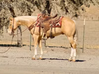 Horse (M), Quarter Horse — photo 4