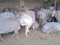 Qoç, Arashan sheep — foto 6