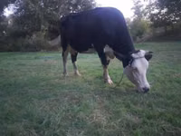 Cow, Holstein breed — photo 3