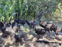 Chickens — ছবি 2
