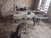 Sheep (batch, sex not specified), Sheep — photo 1