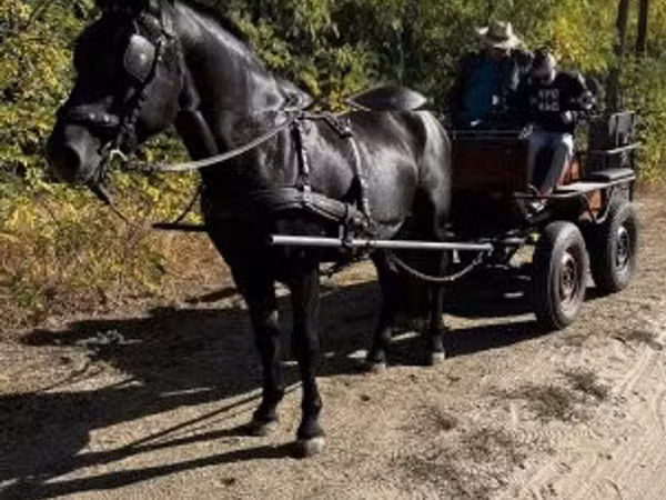 Horse (M), Nonius horse