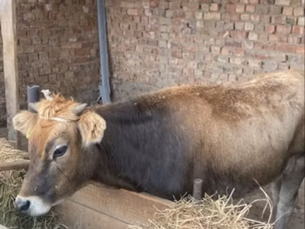 Vache, Swiss cattle — Kirghizstan