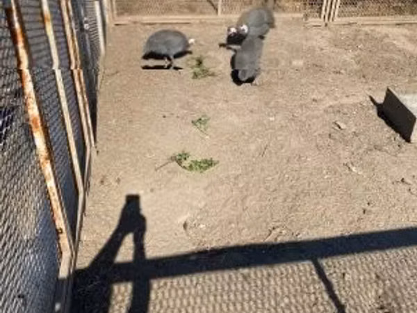 Guinea fowl — Угорщина