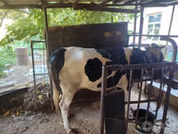 Cow, Russian Black pied cattle — photo 3