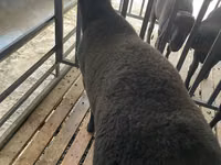 مینڈھا, Jaidara sheep — تصویر 2