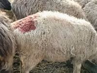 Carneiro, Hissar sheep — foto 6