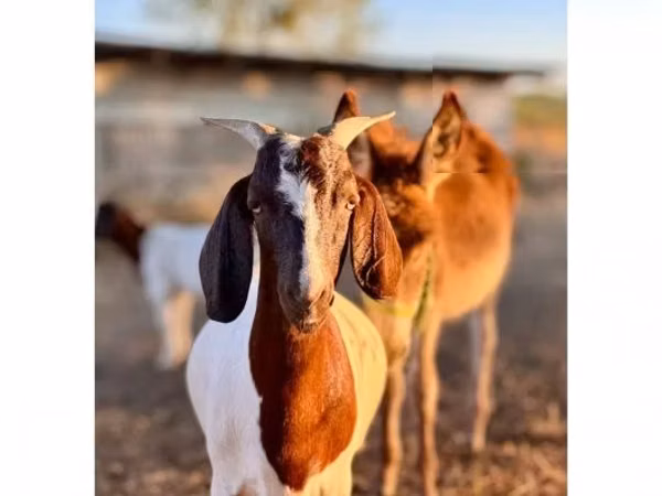 Cabra, Boer goat