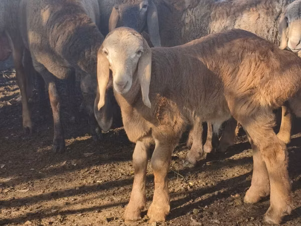 Ram, Arashan sheep — Kyrgyzstan