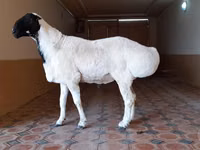 Ram, Dorper sheep — photo 1