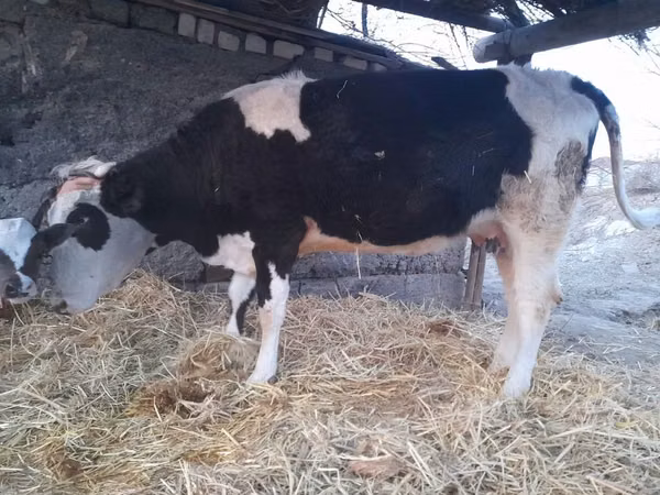 ძროხა, Latvian Blue cattle — ყაზახეთი