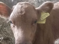 Cow, Cattle — photo 2
