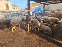 በግ, Sheep — ፎቶ 2