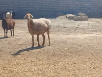 Хуц, Ordabasy sheep — 1 зураг