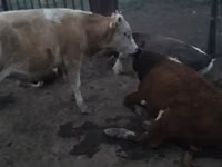 Lembu jantan, Simmental cattle — foto 7