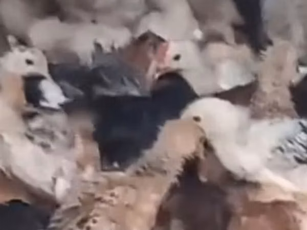 سفید سینه‌پهن — جمهوری آذربایجان