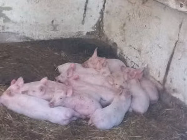 Sow, Pigs — Hungary