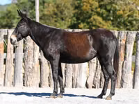 Mare, Mule — photo 2
