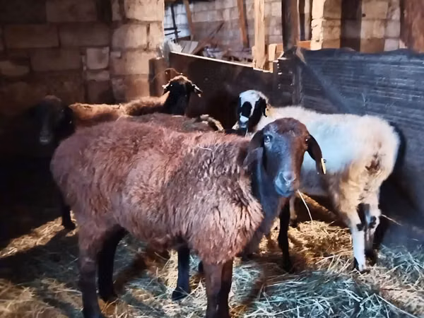 Ram, Sheep — Kazakhstan