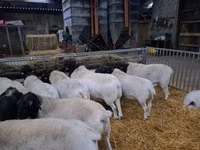 Ovan, Dorper sheep — fotografija 3