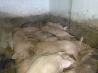 Babi (lot, jantina tidak dinyatakan), Pigs — foto 8