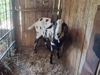 بز نر, Nubian Goat — عکس 2