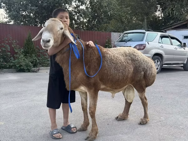 Ram, Arashan sheep — Kazakhstan