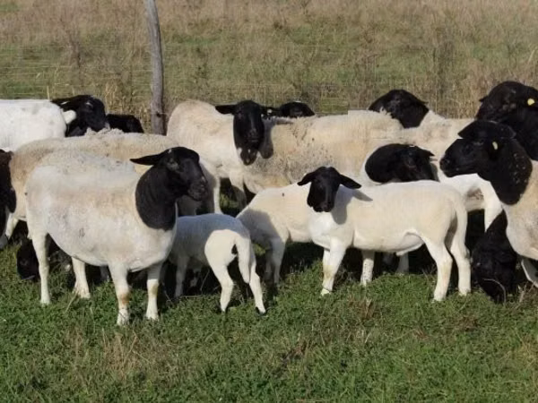 Sheep, Dorper sheep — Hungary