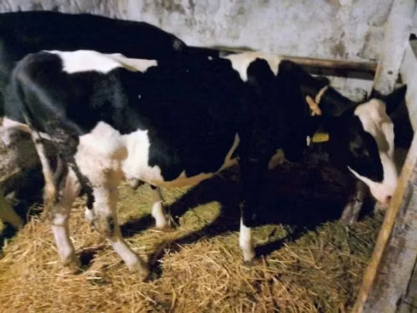 ძროხა, Russian Black pied cattle — უნგრეთი