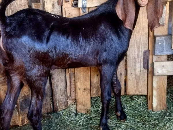 بز نر, Kamori goats