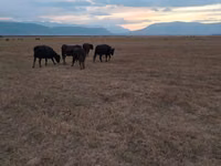 Cow, Latvian Blue cattle — photo 2
