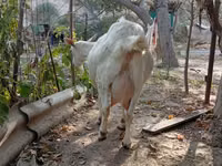 Буз, Saanen goat — акс 2