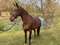 Mare, Rocky Mountain Horse — photo 7