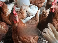 Chickens — sawirka 1