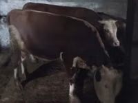 公牛, Kazakh White-headed cow — 照片 2