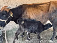 Կով, Latvian Blue cattle — լուսանկար 1