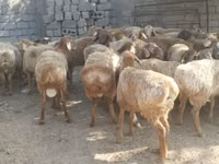 Beran, Arashan sheep — foto 1