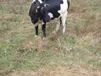 Cow, Russian Black pied cattle — photo 2