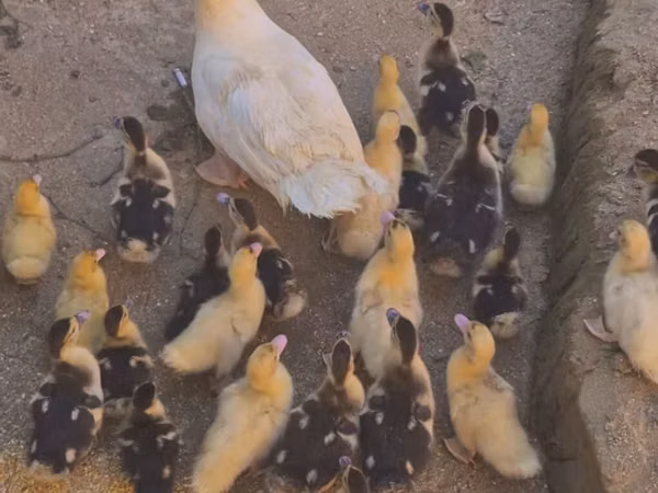 Ducks — جمهوری آذربایجان